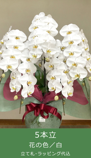 お祝い胡蝶蘭｜5本立、花の色／白、立て札・ラッピング代込